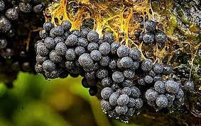 Attēlu rezultāti vaicājumam “Stemonitopsis subcaespitosa macro”