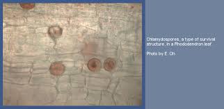 Attēlu rezultāti vaicājumam “Leiocolea rutheana sporophyte”