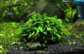 Attēlu rezultāti vaicājumam “Fissidens gracilifolius”