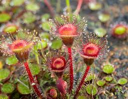 Attēlu rezultāti vaicājumam “Drosera rotundifolia”