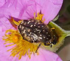 Attēlu rezultāti vaicājumam “Oxythyrea funesta”