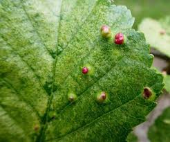 Attēlu rezultāti vaicājumam “Eriophyes laevis”