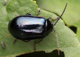 Attēlu rezultāti vaicājumam “Agelastica alni”