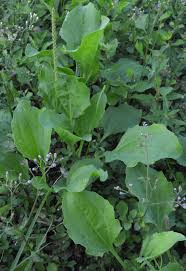 Attēlu rezultāti vaicājumam “Plantago media leaf”