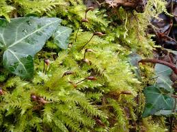 Attēlu rezultāti vaicājumam “Brachythecium salebrosum”