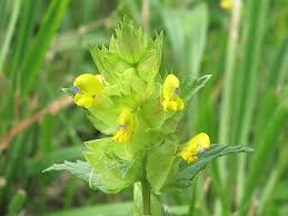 Attēlu rezultāti vaicājumam “Rhinanthus minor”