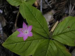 Attēlu rezultāti vaicājumam “Trientalis europaea leaf”