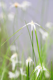 Attēlu rezultāti vaicājumam “Rhynchospora alba flower”