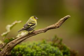 Attēlu rezultāti vaicājumam “Carduelis spinus”
