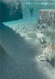 Image result for Aylesbury Ducks Sub Aqua Club