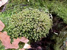 Attēlu rezultāti vaicājumam “Scapania undulata”