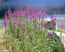 Image result for Epilobium angustifolium