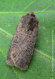 Attēlu rezultāti vaicājumam “Euxoa nigricans”