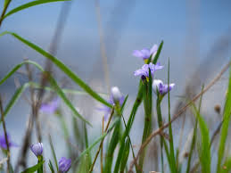 Attēlu rezultāti vaicājumam “Sisyrinchium montanum fruit”