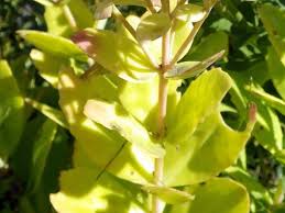 Attēlu rezultāti vaicājumam “Hypnum pallescens sporophyte”