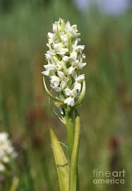 Attēlu rezultāti vaicājumam “Dactylorhiza ochroleuca leaf”