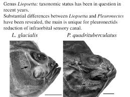 Image result for Liopsetta glacialis