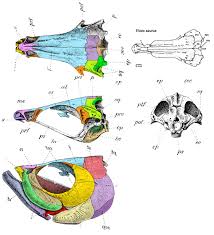 Image result for Elops saurus