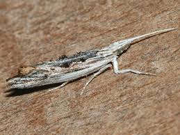Attēlu rezultāti vaicājumam “Ypsolopha scabrella”