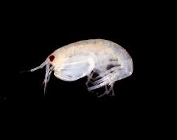 Attēlu rezultāti vaicājumam “Amphipoda”