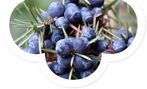 Attēlu rezultāti vaicājumam “Juniperus communis fruit”