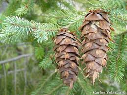 Attēlu rezultāti vaicājumam “Pseudotsuga menziesii”