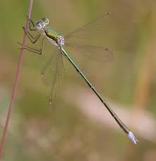 Attēlu rezultāti vaicājumam “Lestes virens”