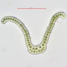 Attēlu rezultāti vaicājumam “Racomitrium heterostichum”