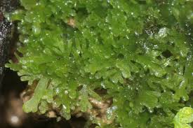 Attēlu rezultāti vaicājumam “Riccardia multifida”