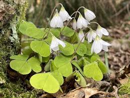 Attēlu rezultāti vaicājumam “Oxalis acetosella”