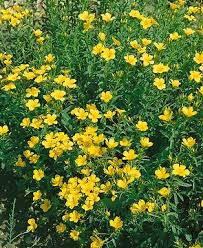 Image result for Helichrysum subulifolium