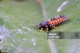 Attēlu rezultāti vaicājumam “Psyllobora vigintiduopunctata larva”