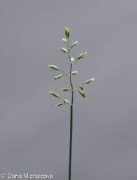 Attēlu rezultāti vaicājumam “Poa compressa leaf”