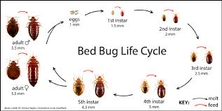 Image result for bed bugs
