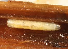 Attēlu rezultāti vaicājumam “Pedicularis palustris fruit”