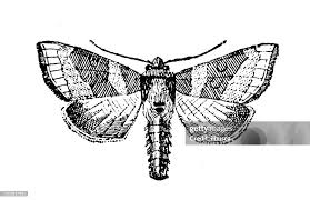 Attēlu rezultāti vaicājumam “Noctuidae”