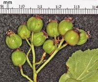 Attēlu rezultāti vaicājumam “Crataegus macracantha”