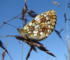 Attēlu rezultāti vaicājumam “Clossiana selene”