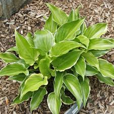 Attēlu rezultāti vaicājumam “Hosta sp.”
