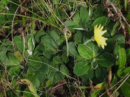 Attēlu rezultāti vaicājumam “Pilosella officinarum bud”