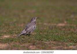 Attēlu rezultāti vaicājumam “Turdus viscivorus juvenile”