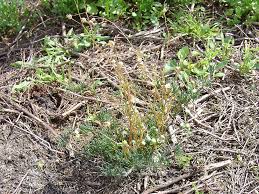 Attēlu rezultāti vaicājumam “Spergula morisonii”