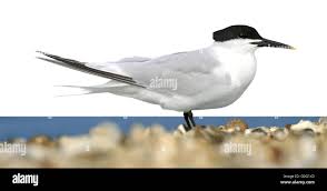 Attēlu rezultāti vaicājumam “Sterna sandvicensis adult”