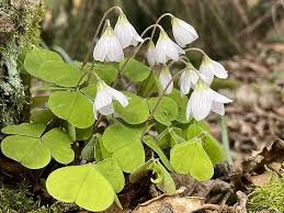 Attēlu rezultāti vaicājumam “Oxalis acetosella fruit”