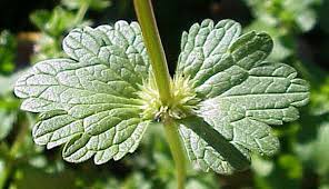 Attēlu rezultāti vaicājumam “Lamium amplexicaule leaf”