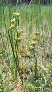 Attēlu rezultāti vaicājumam “Scheuchzeria palustris flower”