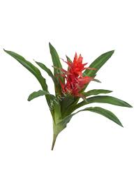 Картинки по запросу гусмания