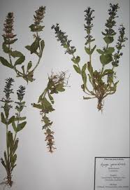 Attēlu rezultāti vaicājumam “Ajuga genevensis”