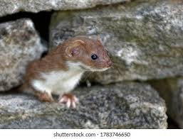 Attēlu rezultāti vaicājumam “Mustela nivalis adult”