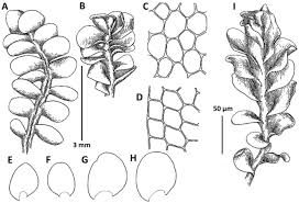 Attēlu rezultāti vaicājumam “Jungermannia hyalina cells”